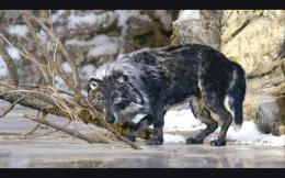 Pierre et le loup