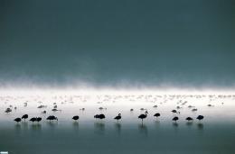 Les Ailes Pourpres : le mystère des flamants