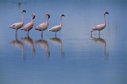 Les Ailes Pourpres : le mystère des flamants