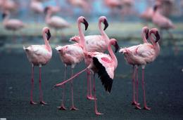Les Ailes Pourpres : le mystère des flamants