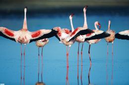 Les Ailes Pourpres : le mystère des flamants
