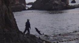 The Cove - La Baie de la honte