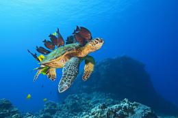 Voyage sous les mers 3D