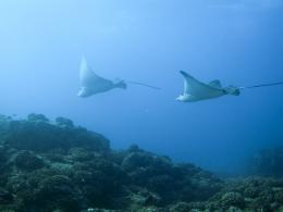 Voyage sous les mers 3D