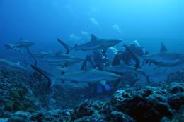 Voyage sous les mers 3D