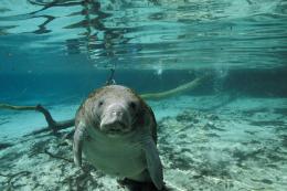 Voyage sous les mers 3D