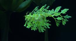 Voyage sous les mers 3D