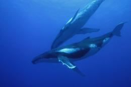 Voyage sous les mers 3D