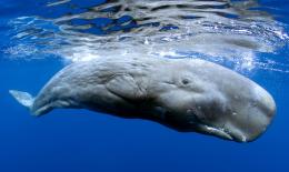 Voyage sous les mers 3D