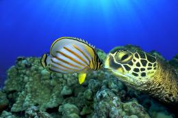 Voyage sous les mers 3D