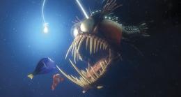 Le monde de Nemo